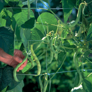 Image Thumbnail for TRELLIS NETTING (CLR 6") 4'X328'
